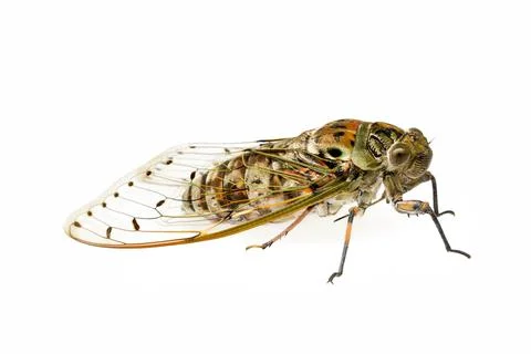 Large cicada on white background. Foto stock