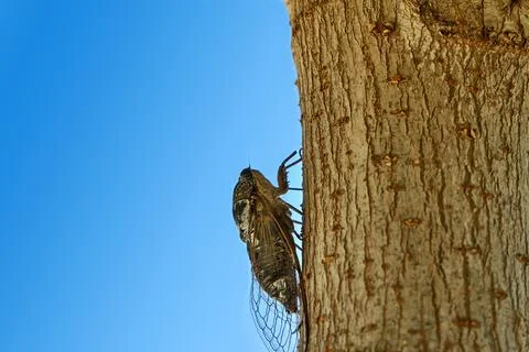 Large cicadas on the tree Stock Photos