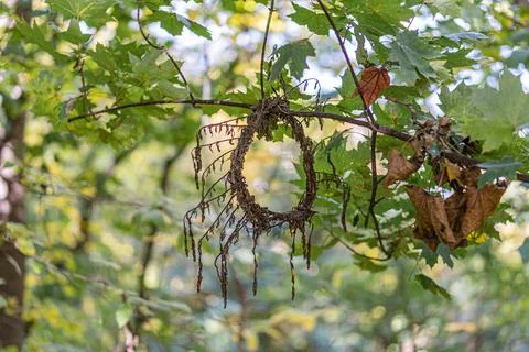 A large, circular, twig and leaf nest hangs from a forest arch, bathed in dap Stock Photos