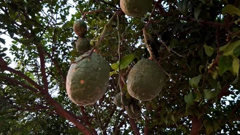 Large Citron Fruits Hanging From Tree Limbs Vídeo Stock 335912992