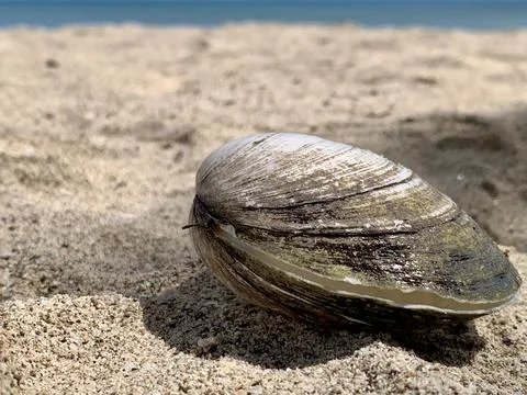 Large Clam Seashell on Sandy Beach at Tanjung Lesung Beach, Banten, Indonesia Stock Photos