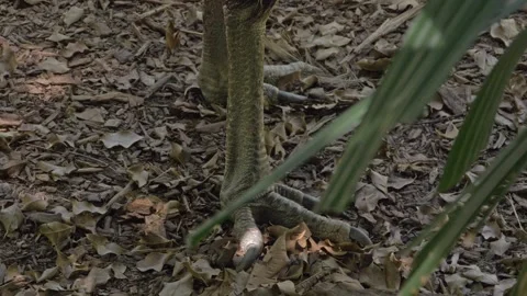 Large Claws Of A Double-wattled Cassowary In The Rainforest Of Queensland Stock Footage 231499863
