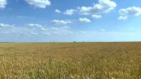A large clean endless field of golden wheat Stock Footage 246713963