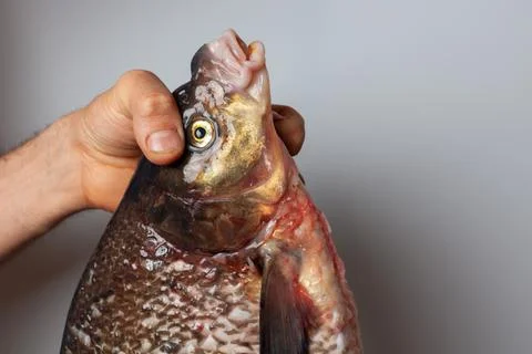 Large cleaned bream fish in the hands of a man Photos