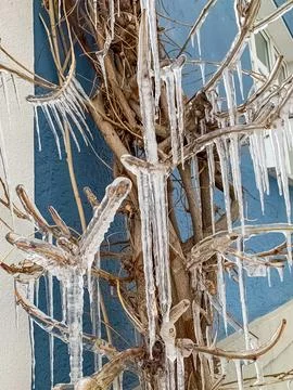 Large clear icicles on a tree near the blue wall of a house Stock Photos