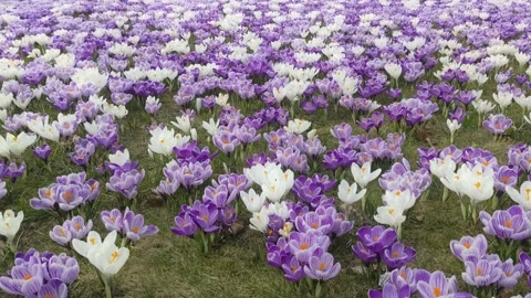 A large clearing with blooming crocuses - the first spring flowers Video stock 236580738