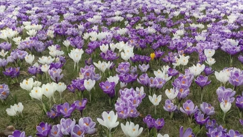A large clearing with blooming crocuses - the first spring flowers Stock Footage 236580827