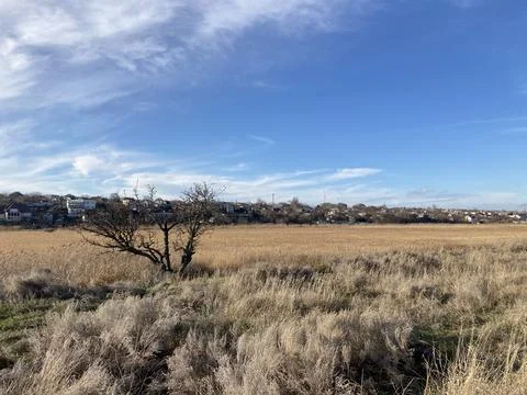 Large clearing with old and flying grass. Stock Photos