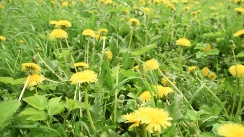 A large clearing with yellow dandelions and green grass. Stock Footage 154445218