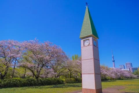 A large clock tower next to the cherry trees (Sarue Onshi Park) Stock Photos