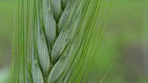Large close-up on the green ear of grain Stock Footage 133243521