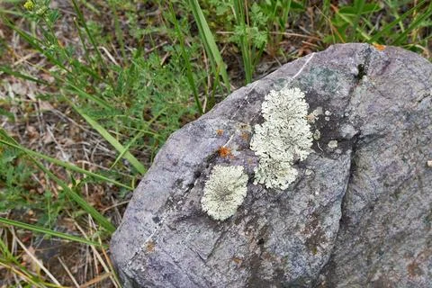 A large close-up of a large rock with lichen growing. Foto stock