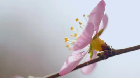 A large close-up of a peach blossom stamen in spring 스톡 동영상 256902353