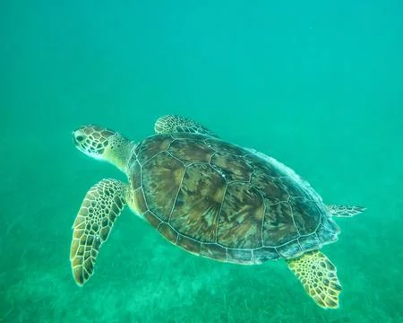 Large closeup of one sea turtle swimming under water in Tortola Stock Photos