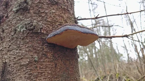 Large closeup of tree fungus growing on decaying bark, showing texture and .. Stock-Footage 308785916