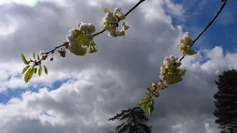 Large clouds behind blossom branches on a sunny day Stock Footage 108643474
