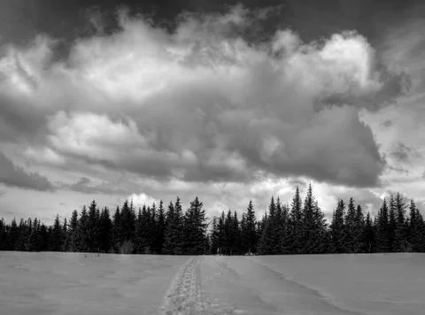 Large clouds over spruce and snow Stock Photos