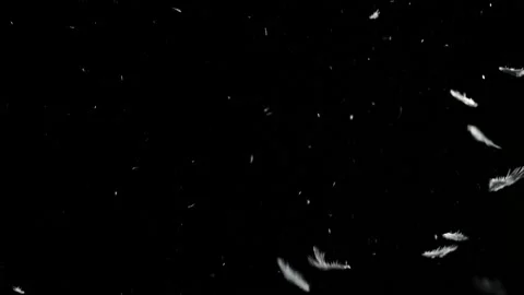 Large clump of feathers falling against black background shot in studio Vídeo Stock 142394869
