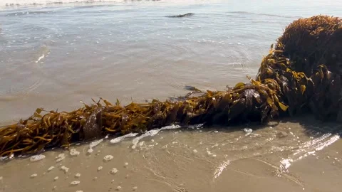 Large clump of seaweed on shore Stock-Footage 200020995