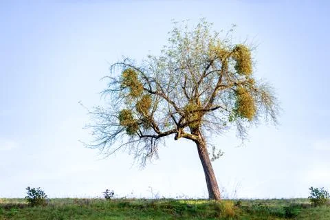 Large clumps of Mistletoe in old tree - Viscum album Stock Photos