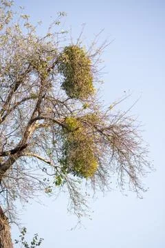 Large clumps of Mistletoe in old tree - Viscum album Stock Photos