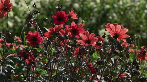 A large cluster of bright red sunlit dahlia flowers. 4K locked tripod shot. Stock Footage 143363815