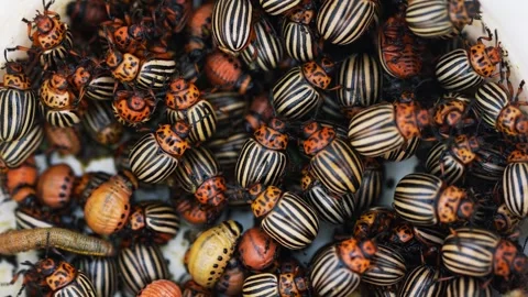 Large cluster of colorado potato beetles, adults and larvae swarming in a Stock Footage 344566338
