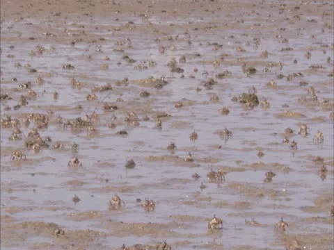 A large cluster of crabs . Stock Footage 21894109