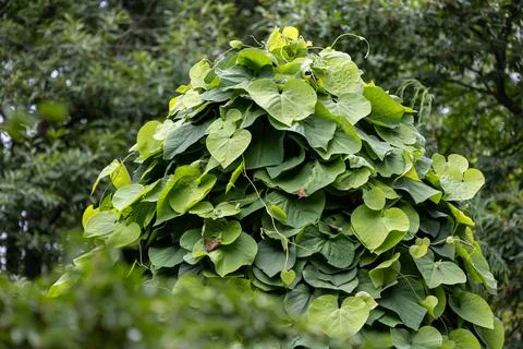 Large cluster of Dutchmans pipe vine leaves covering a garden structure 스톡 사진