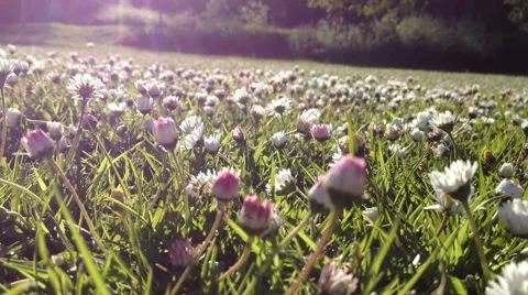 A large cluster of flowering daises in early summer in a nice park Stock Footage 60229415