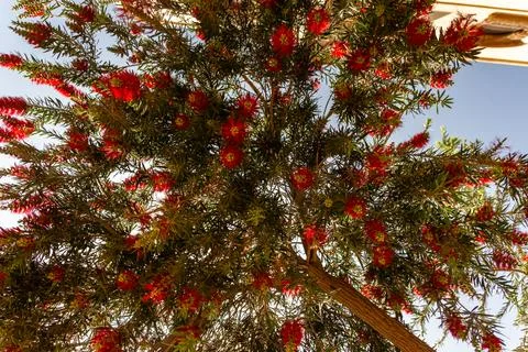 A Large Cluster of Fluffy Red Bottle Brush Flowers and Green Foliage Stock Photos