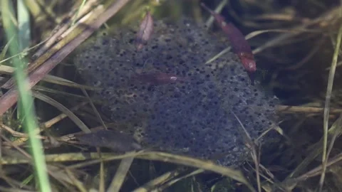 Large cluster of frog eggs laid to water on flooded meadow footage Stock Footage 321391707