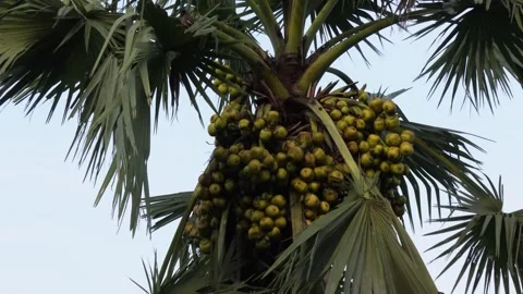 A large cluster of palms in the palm tree Stock Footage 314513911
