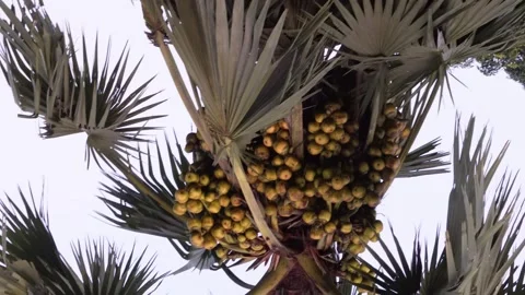 A large cluster of palms in the palm tree Stock Footage 314513988