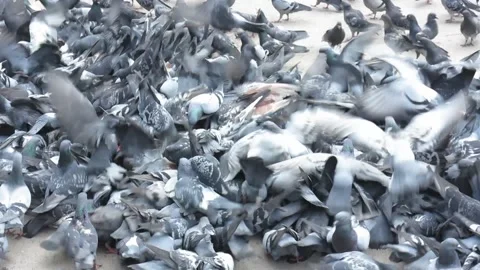 A large cluster of pigeons Stock Footage 107028496