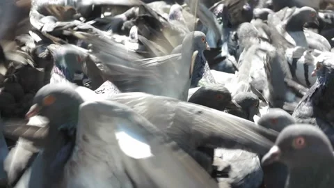 Large cluster of pigeons in the town square Video stock 106942169