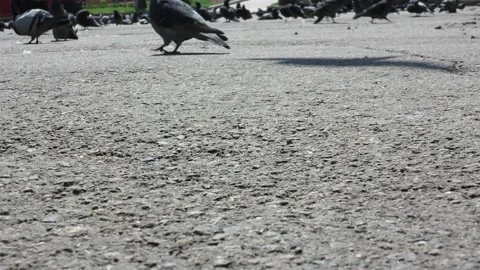 Large cluster of pigeons in the town square Video stock 106942312
