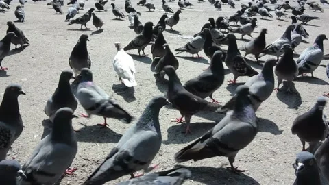 Large cluster of pigeons in the town square Video stock 106944403