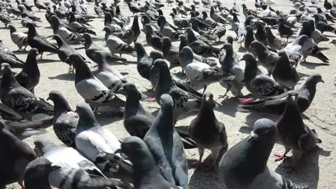 Large cluster of pigeons in the town square Video stock 106945544