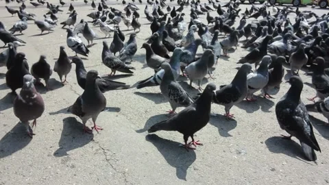 Large cluster of pigeons in the town square Stock Footage 106945808