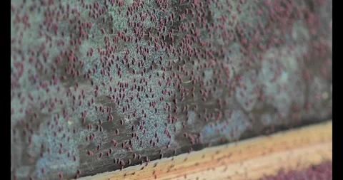 A large cluster of springtails on the wall. snow fleas moving. Stock Footage 328869670