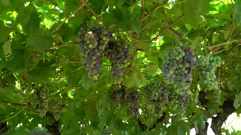 Large clusters of blue grapes. Industrial vineyard Stock Footage 203604141