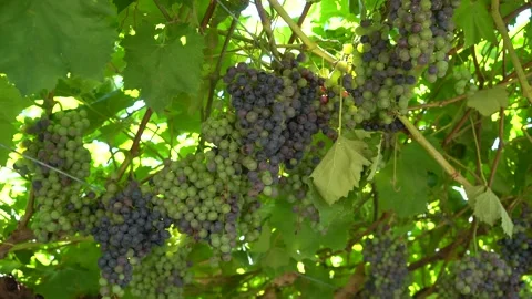 Large clusters of blue grapes. Industrial vineyard Stock Footage 203604261