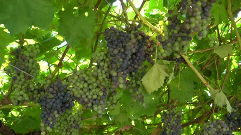 Large clusters of blue grapes. Industrial vineyard Stock Footage 203604306