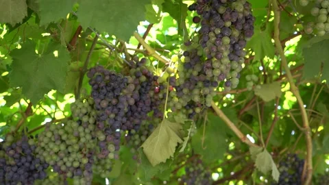 Large clusters of blue grapes. Industrial vineyard Stock Footage 203604345