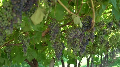 Large clusters of blue grapes. Industrial vineyard Stock Footage 203604482