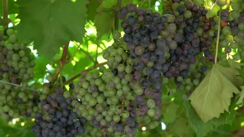Large clusters of blue grapes. Industrial vineyard Stock Footage 203604530