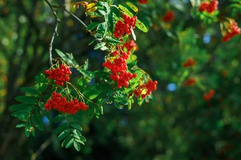 Large clusters of red rowan berries hang from the branches against green leav Stock Photos