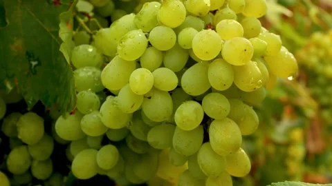 Large clusters of ripe white grapes with dewdrops on the vineyard vine in the Stock Footage 287377766