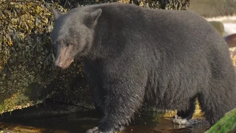 Large coastal black bear walking slowly through shallow ocean tide pools near Stock Footage 340861005